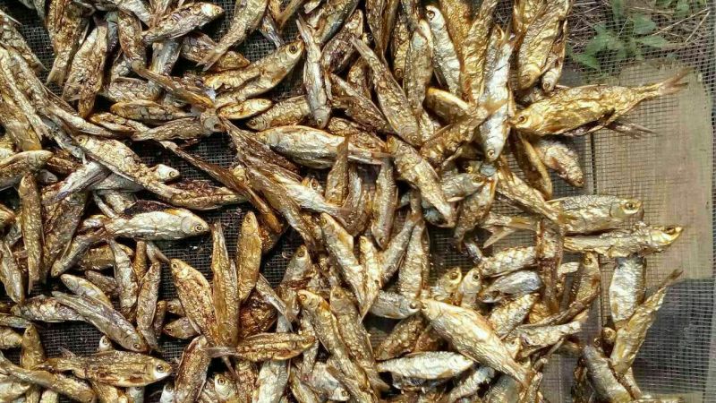 鱼干烤鱼干