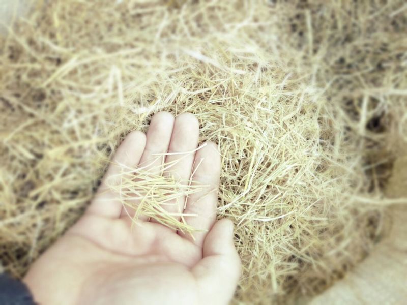 稻草60公分以下