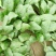 大叶菠菜10~15厘米