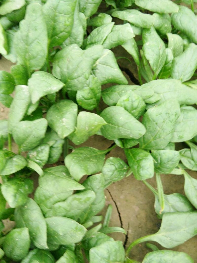 大叶菠菜10~15厘米