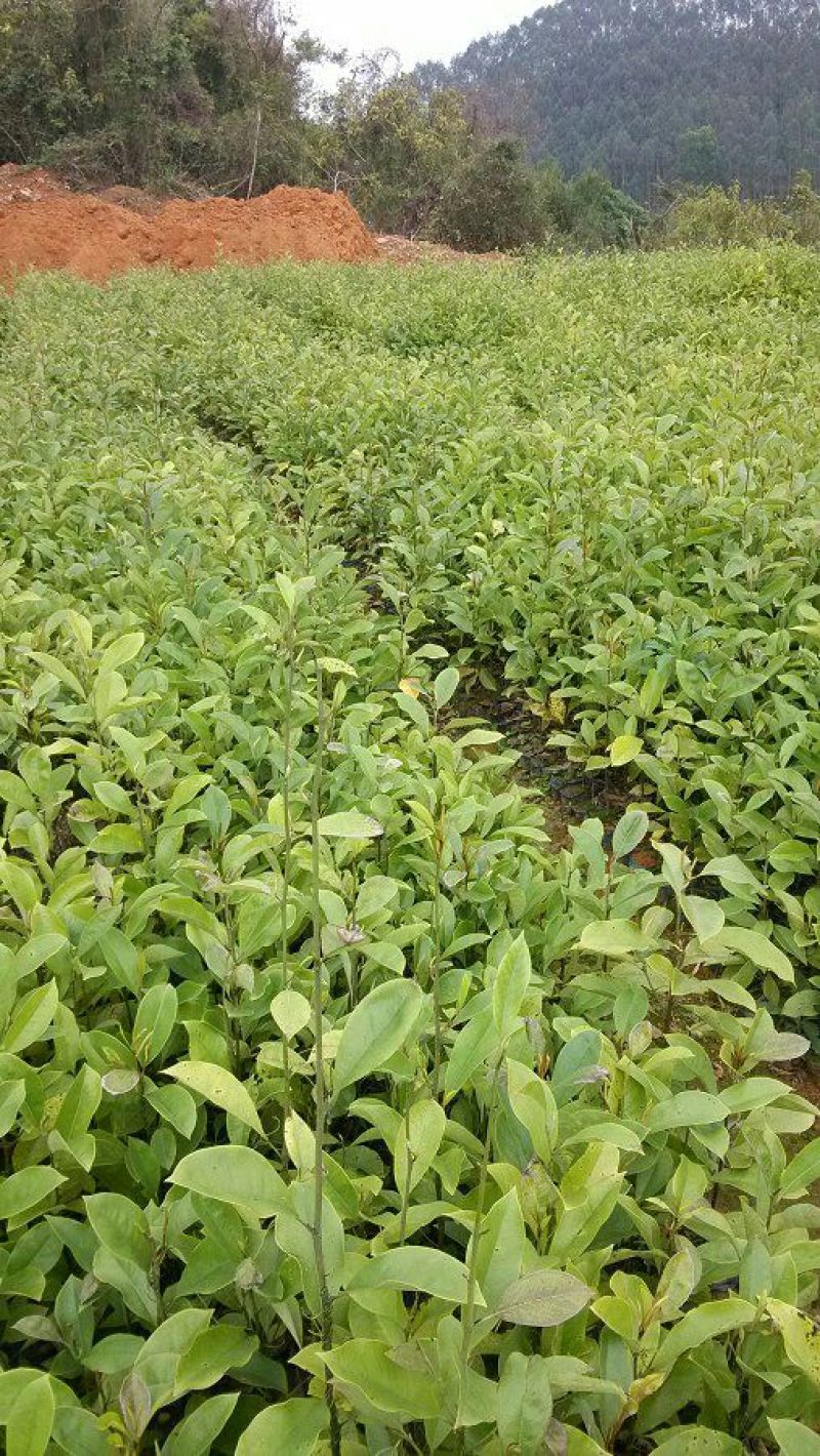 楠木苗香楠苗火力楠木杯苗