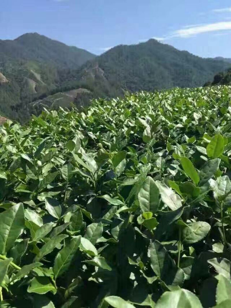 本山茶特级