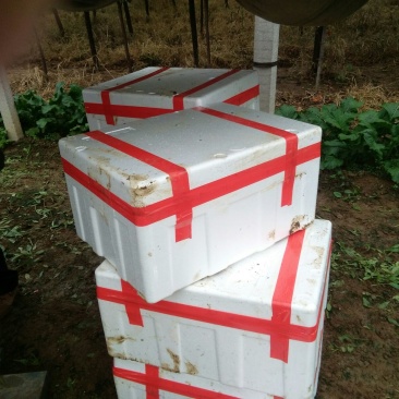 小叶菠菜15~20厘米