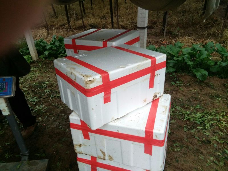 小叶菠菜15~20厘米