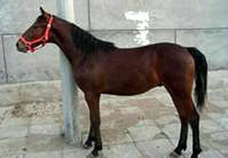 蒙古马200~300kg