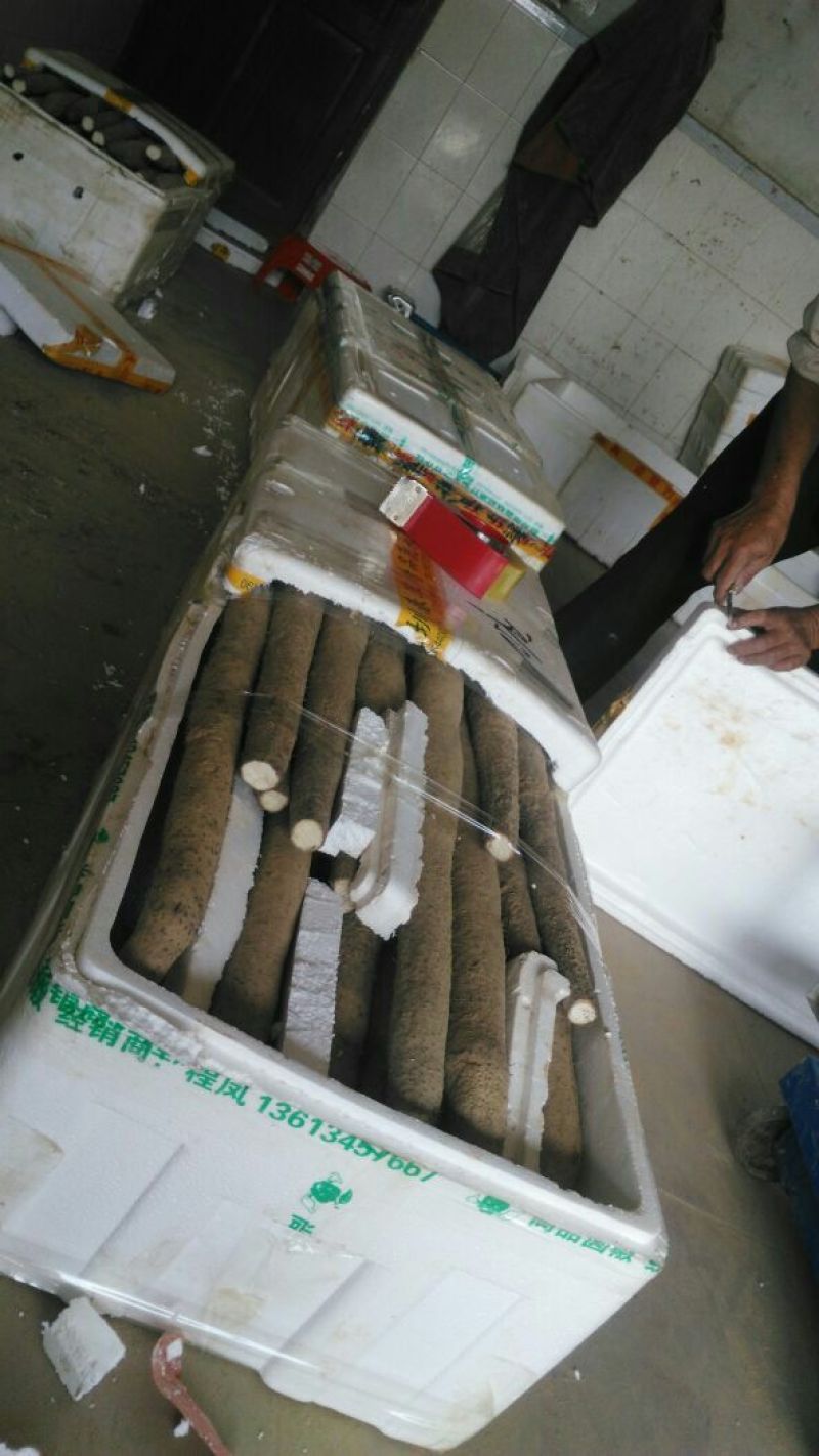 淮山药5~6厘米特级