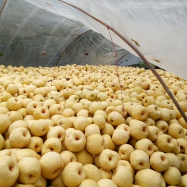砀山梨300~350g光果
