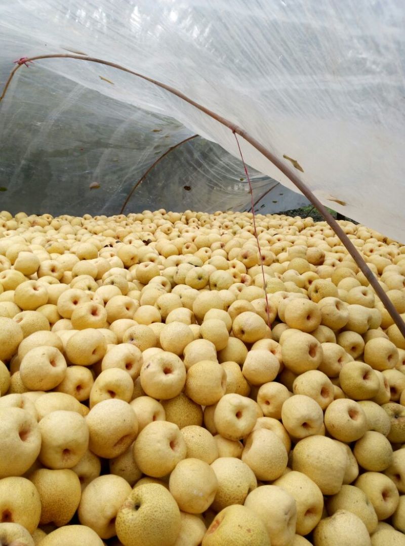 砀山梨300~350g光果