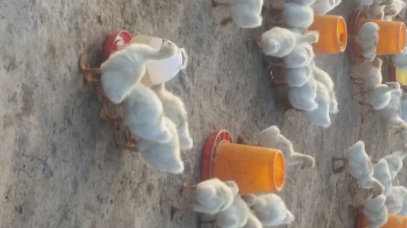 狮头鹅苗250g以上