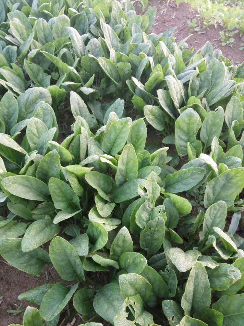 越冬菠菜20~25厘米