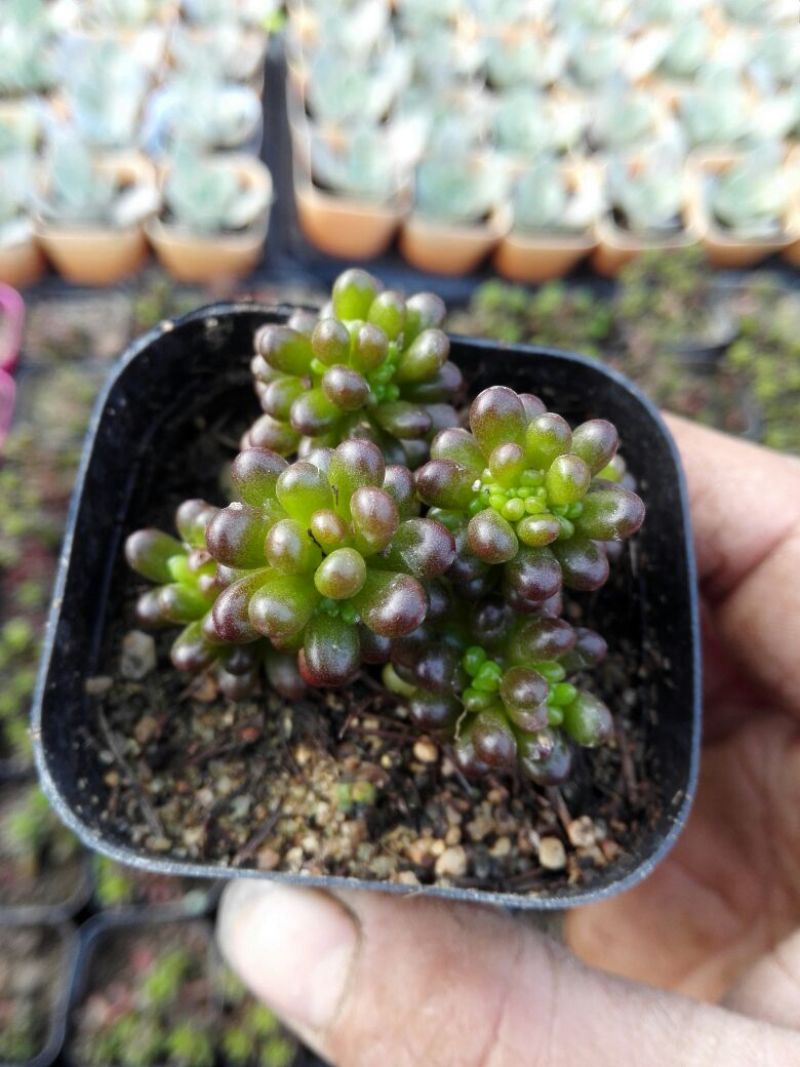 多肉植物带盆栽好