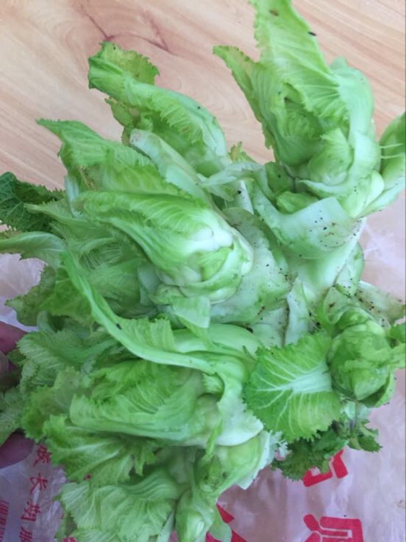儿菜