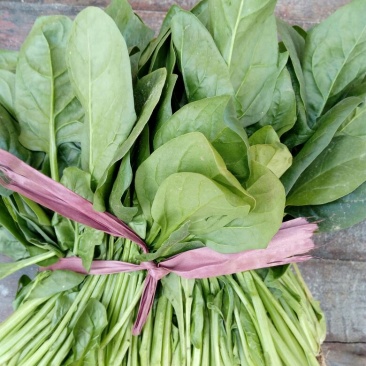 大叶菠菜20~25厘米