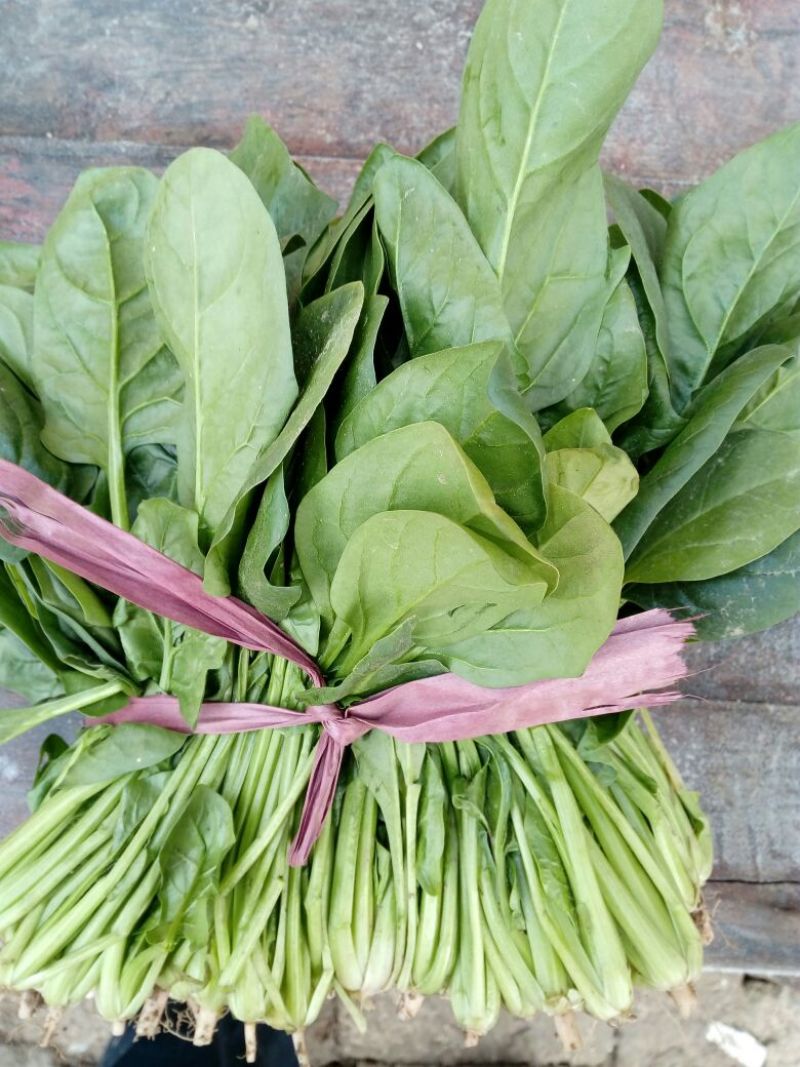大叶菠菜20~25厘米