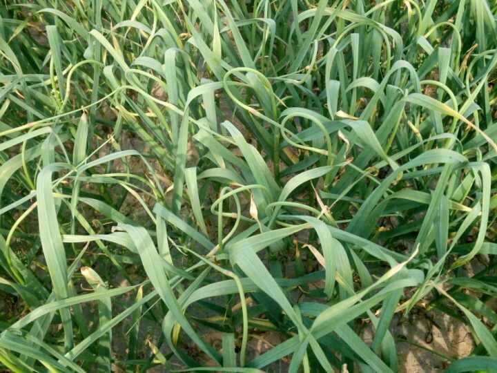 蒜薹山东泰安市东平县_批发_供应-一亩田农业