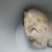 生态甲鱼2~2.5斤