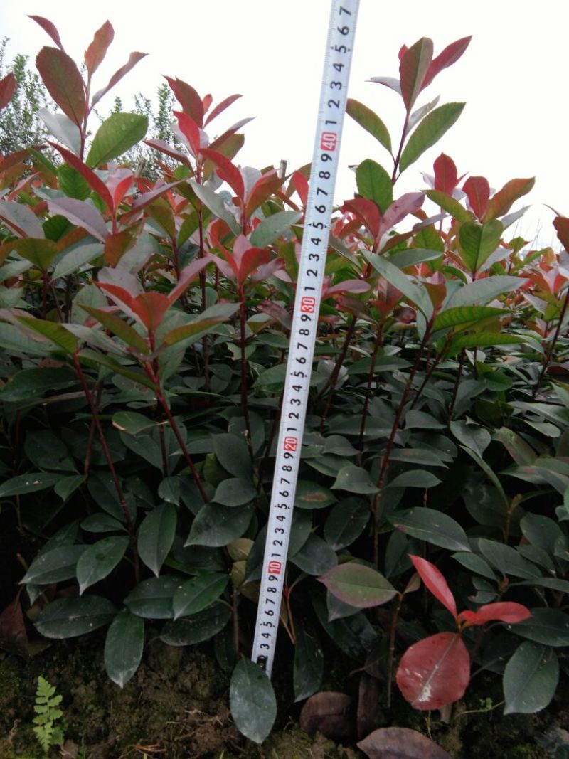 红叶石楠2cm以下4cm以下0.5米以下