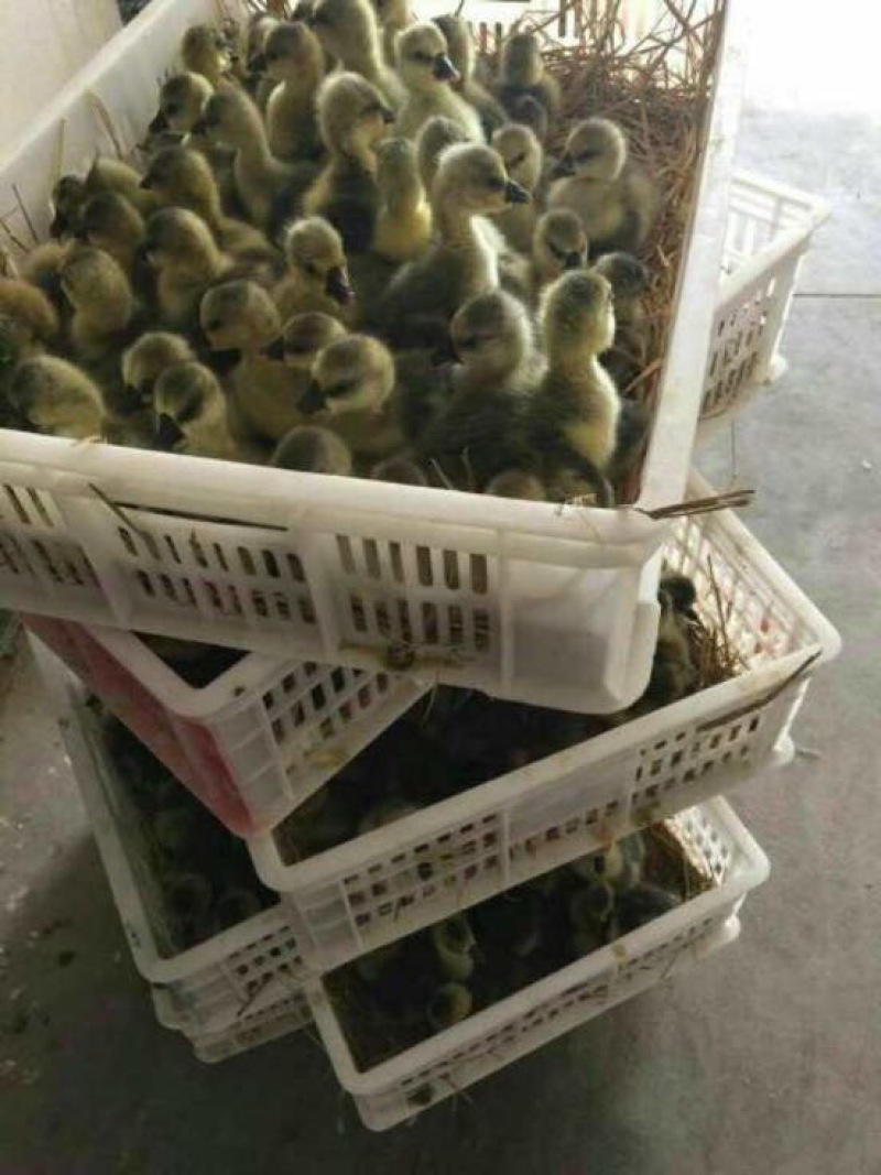 马岗鹅苗
