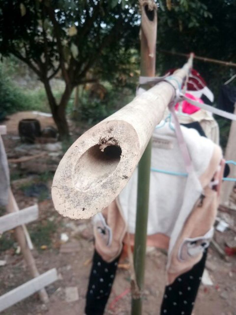 绿竹6~7m