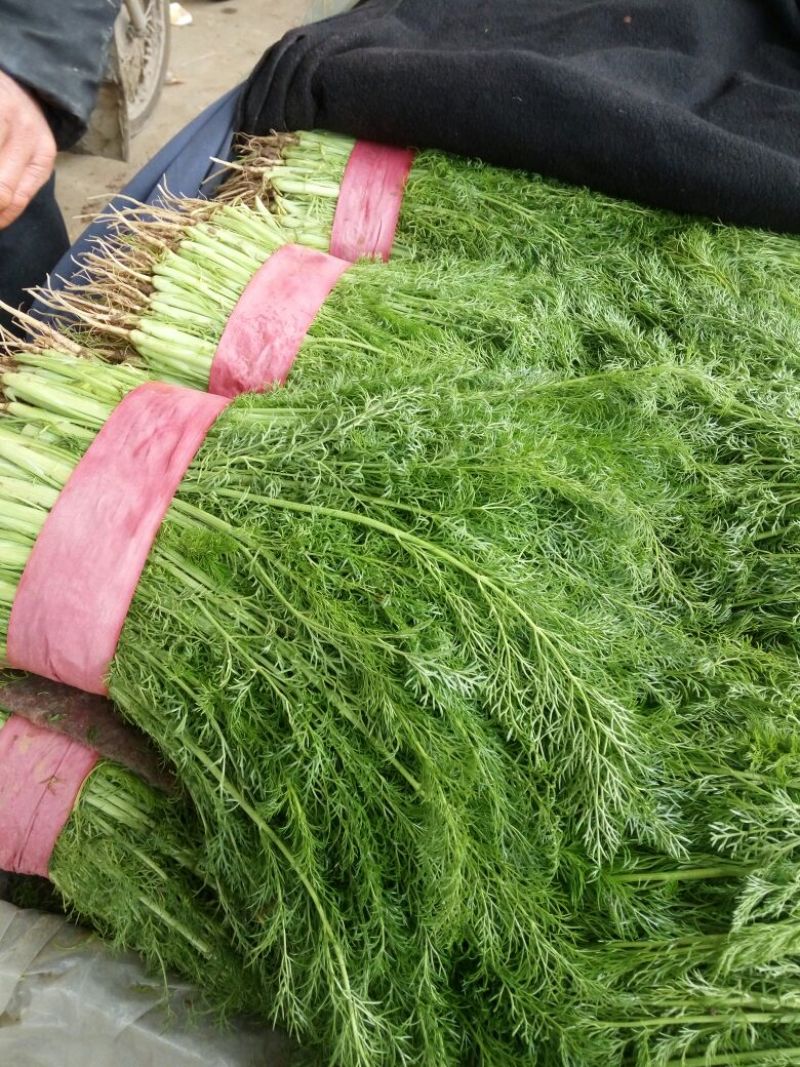 茴香30~40cm