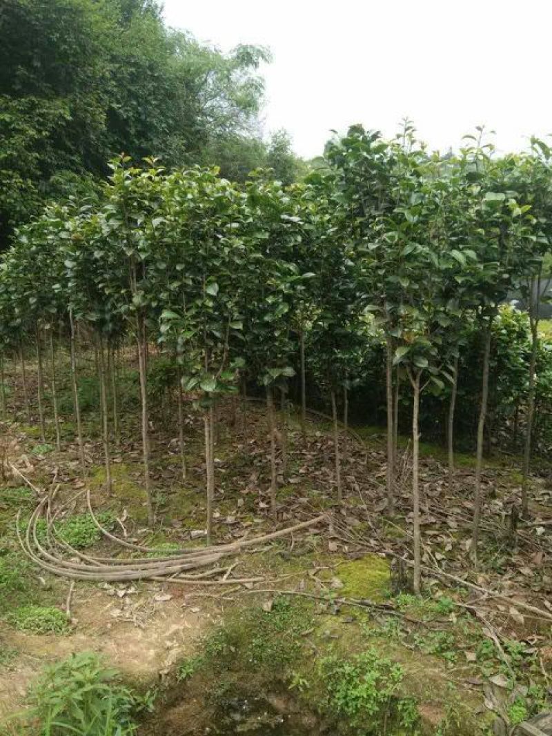 茶花树
