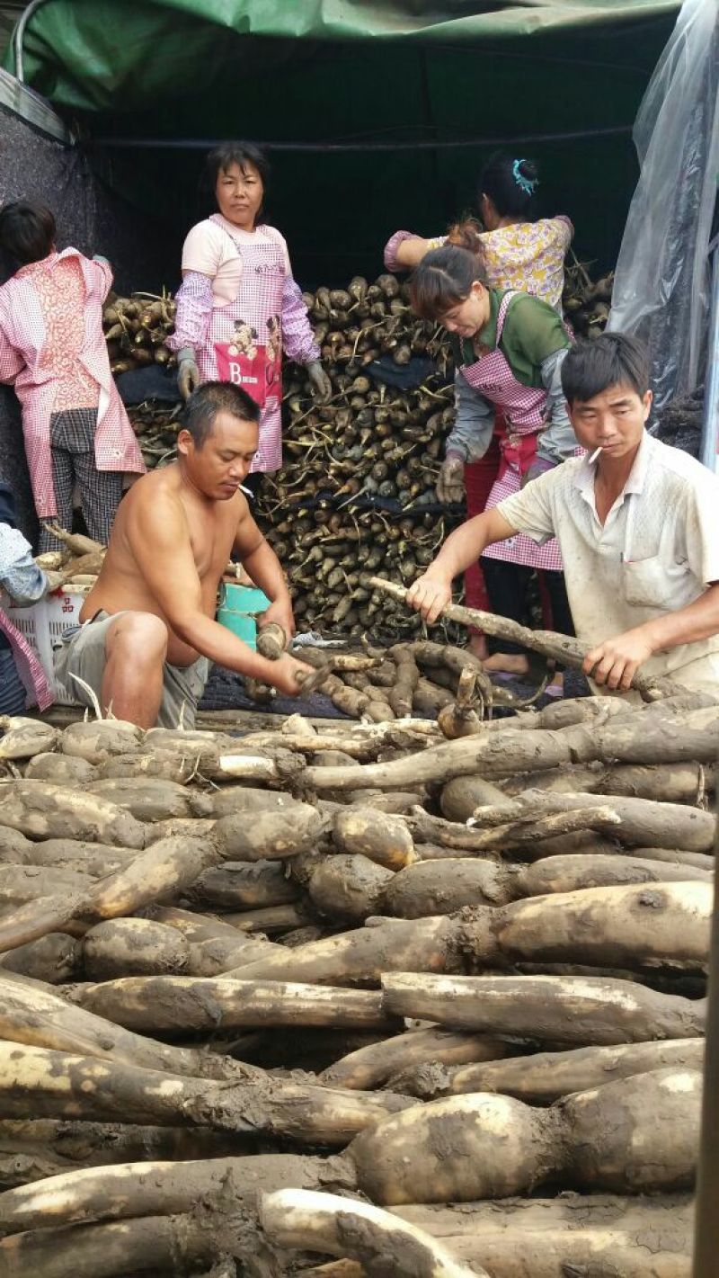 云南数万亩精品早莲藕质量特好全国发货保质保量。