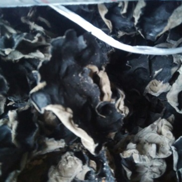 干木耳一级