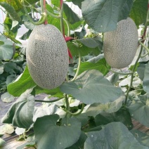 西州蜜瓜5斤以上长圆形