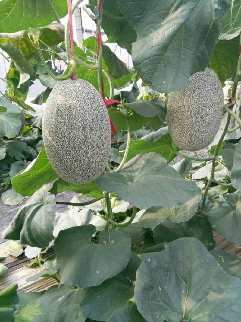 西州蜜瓜5斤以上长圆形