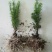 红豆杉4~6cm1.5~2米