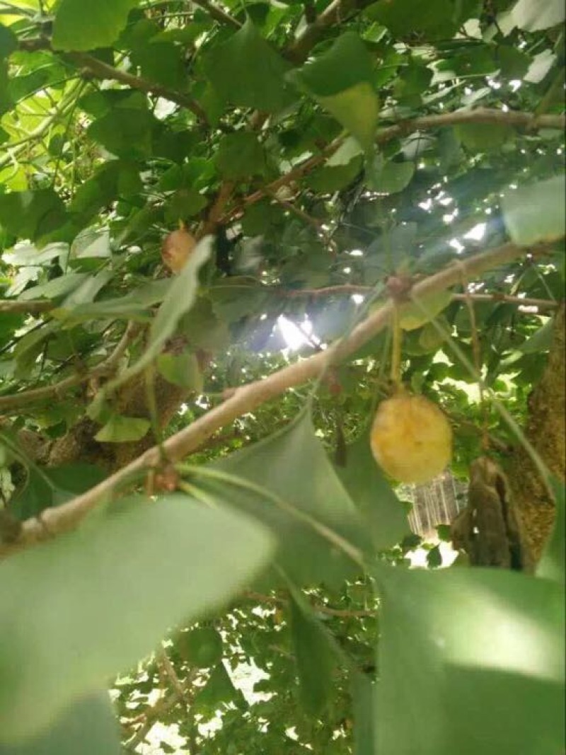 大果银杏白果