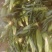 甜玉米