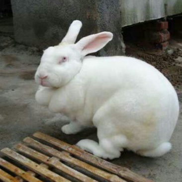 獭兔皮