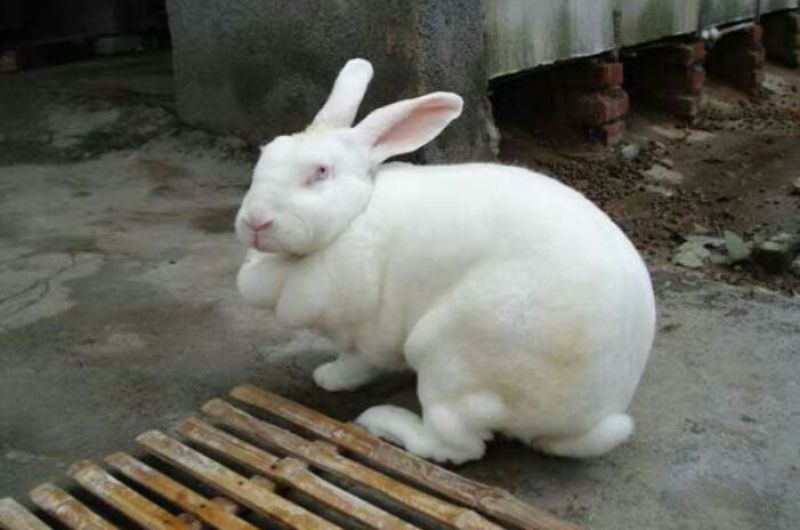 獭兔皮