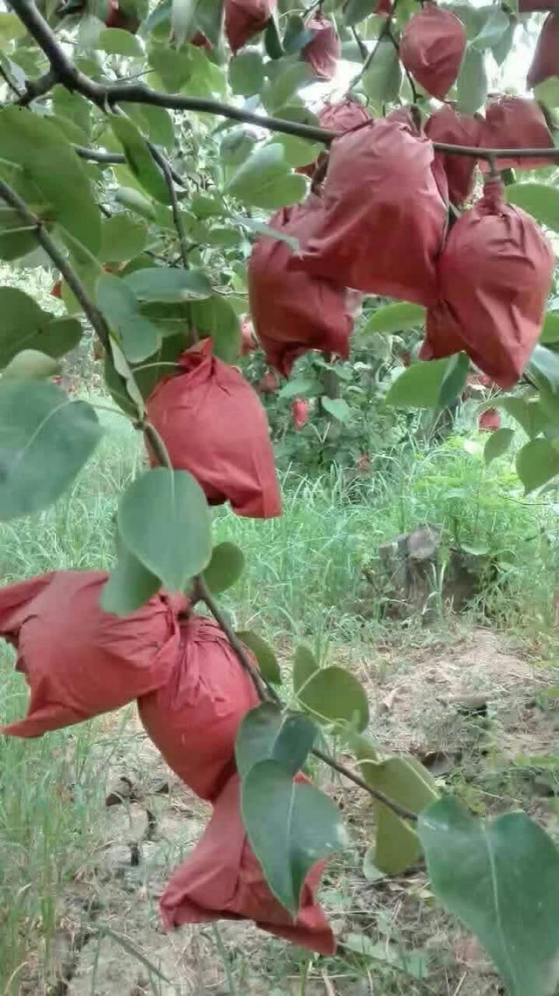 贡梨纸箱