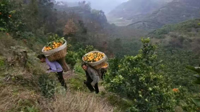 脐橙产地直供，品质保证，量大从优，欢迎看货咨询