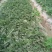 西瓜10斤打底8成熟1茬
