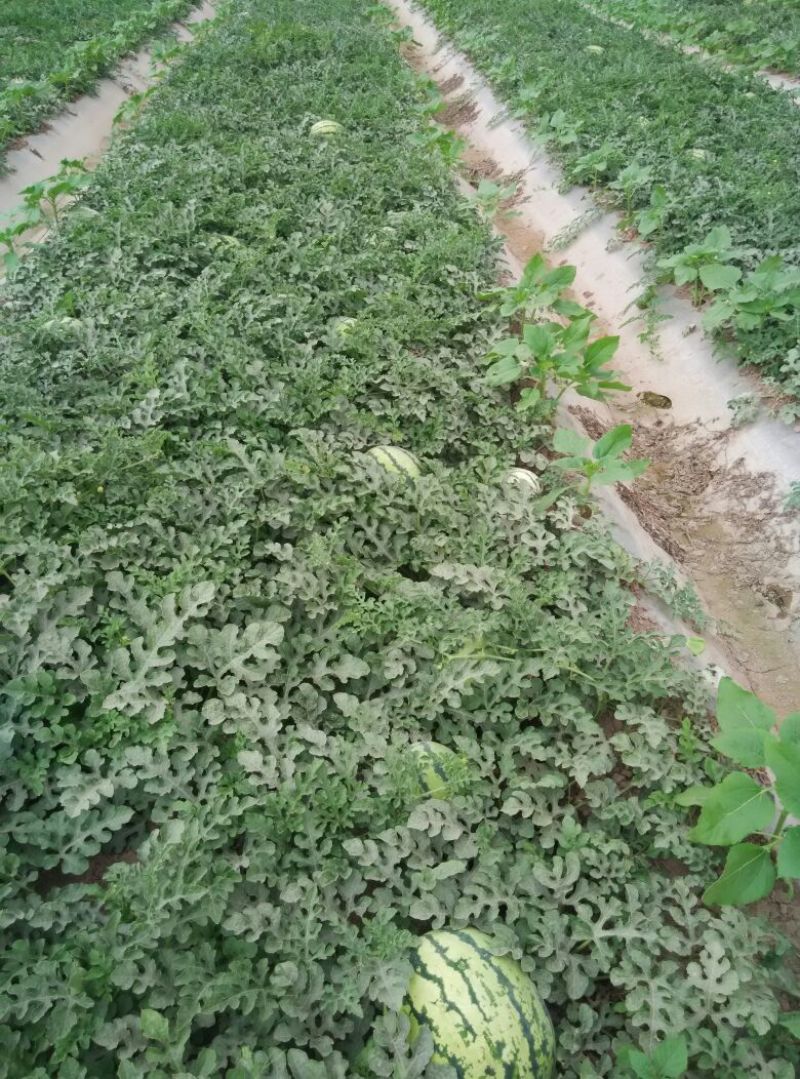 西瓜10斤打底8成熟1茬