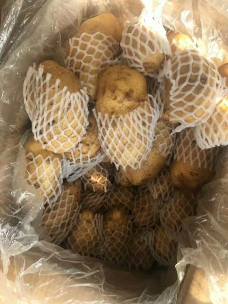 荷兰十五土豆4两以上