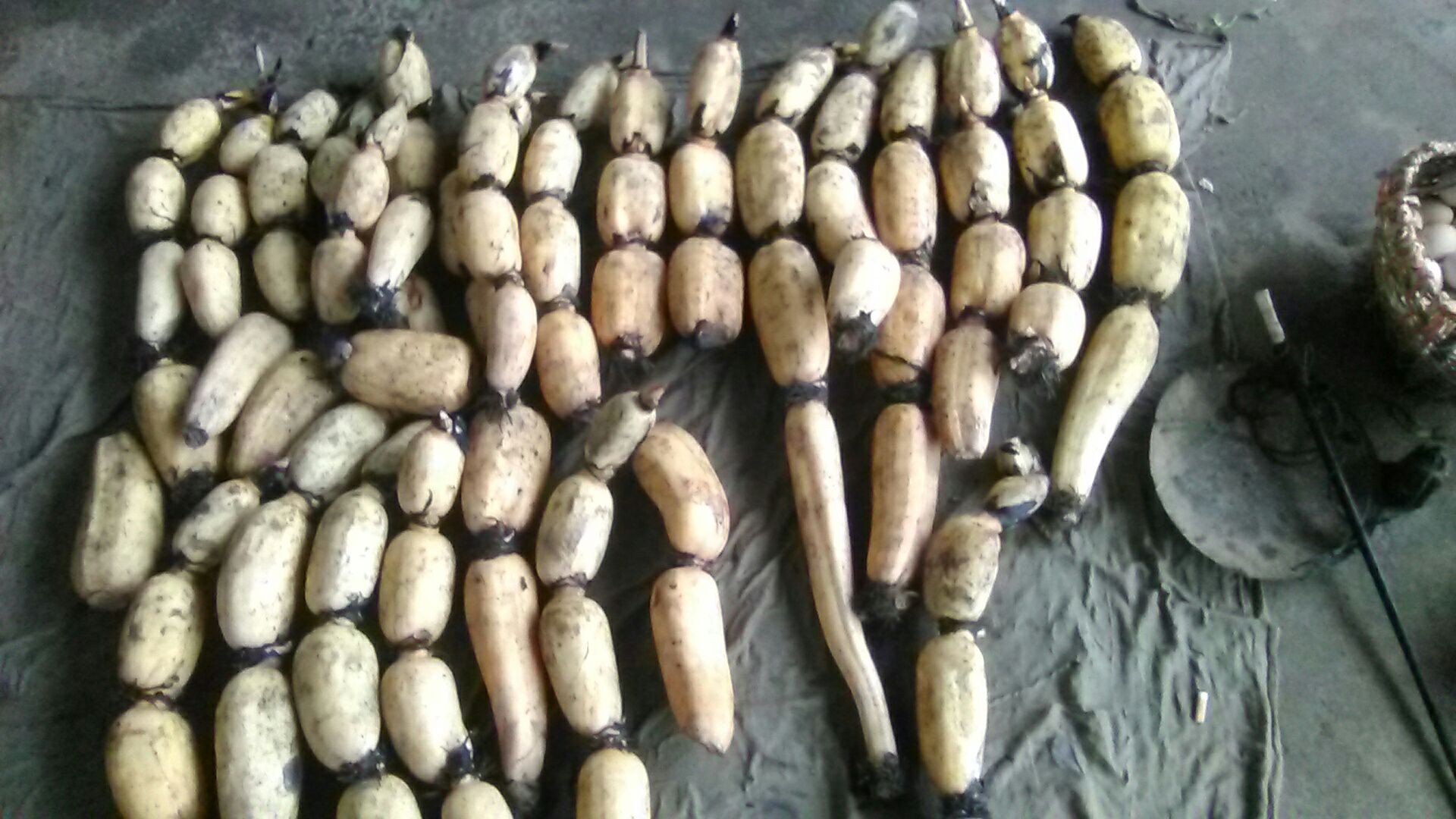 白莲藕湖北武汉江夏区_批发_供应-一亩田农业