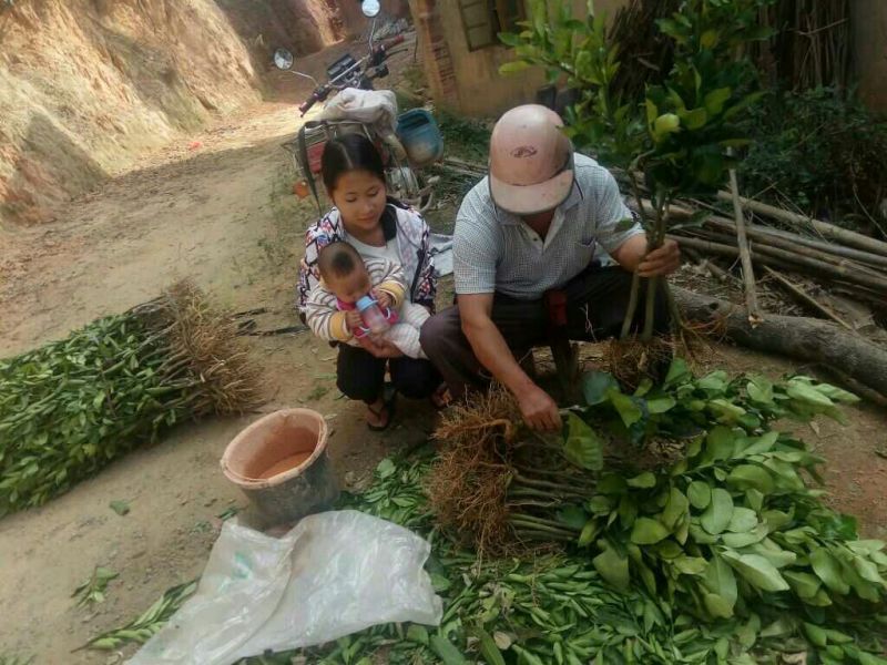 三红蜜柚苗泰国红宝石青柚苗黄金蜜柚绿翡翠青柚