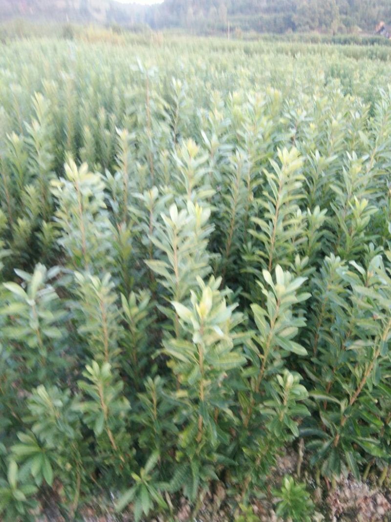 杨梅树30~50cm