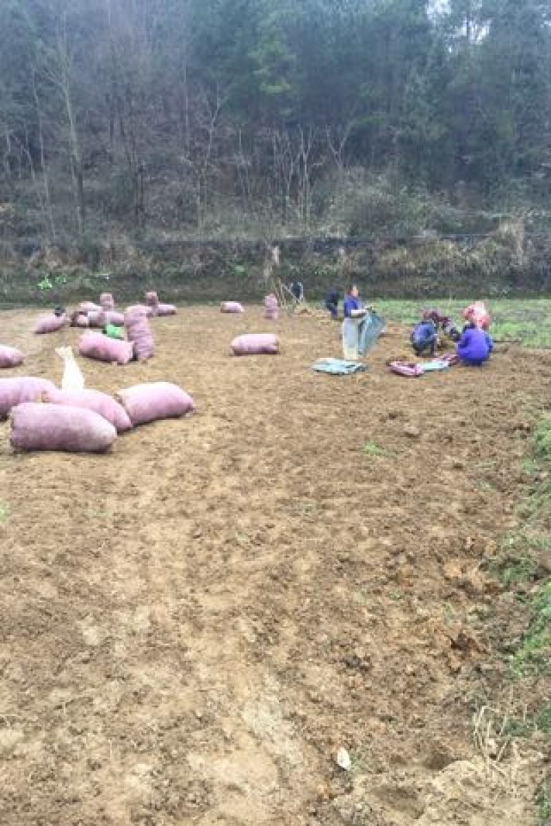 鱼腥草一手货源自产自销价格优惠