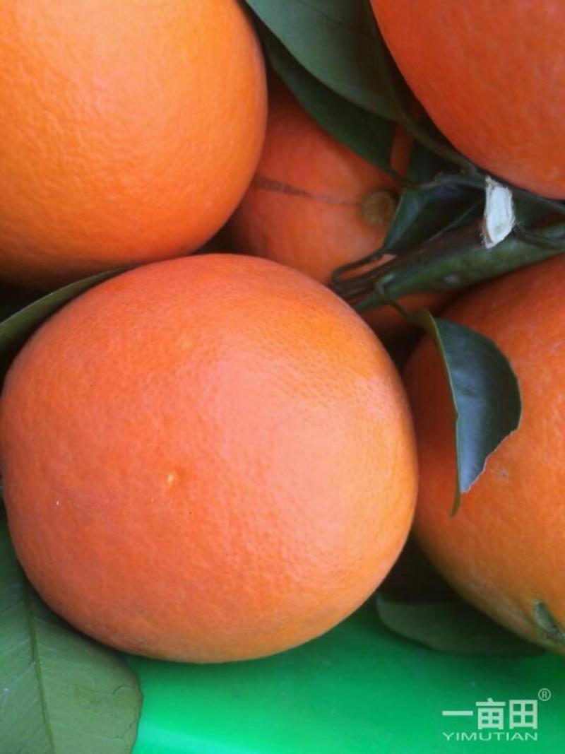 甜橙血橙65~85产地大量销售中，爆汁入口化渣看园采果