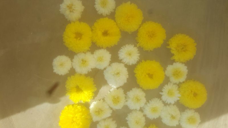 菊花茶