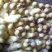 鹅苗250g