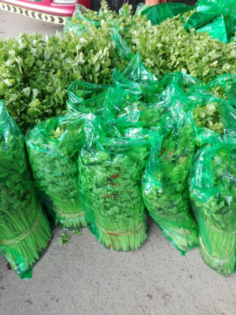 基地直供带泥小香芹菜45cm以上颜色绿嫩，农户地里直供