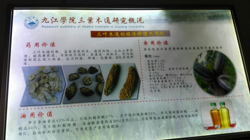 八月瓜苗