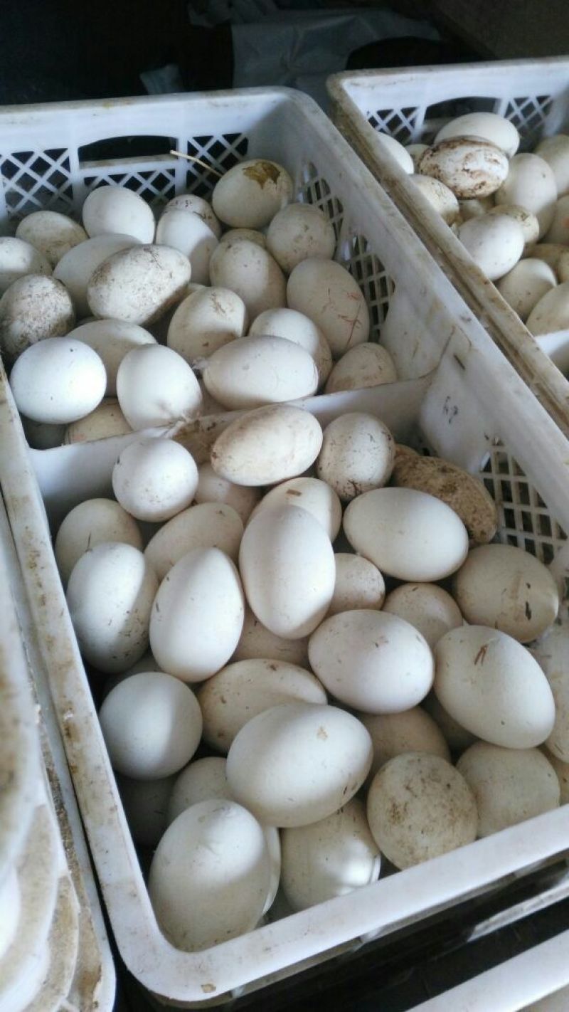 纯种霍尔多巴基鹅苗出售，泰州，皖杂