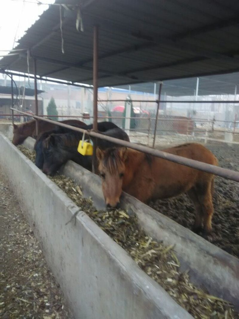 蒙古马200~300kg